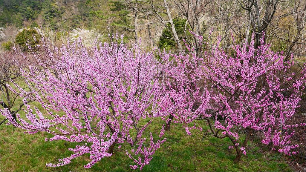 快新聞／櫻花祭結束換桃花盛開！ 武陵農場一大片「粉紅花海」美到冒泡