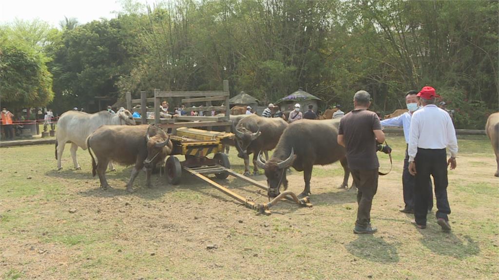 嘉義笨港牛墟節熱鬧登場 觀賞傳統水牛車、搭牛車踩街遊行