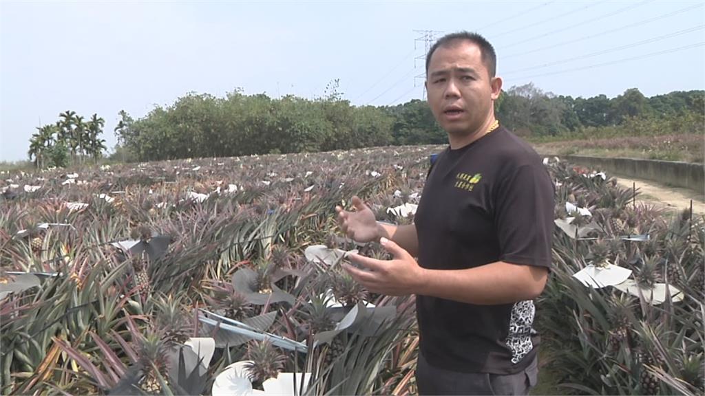 搶購鳳梨抗中國 農民呼籲勿搶收 顧好品質最重要 鳳梨盛產期還沒到