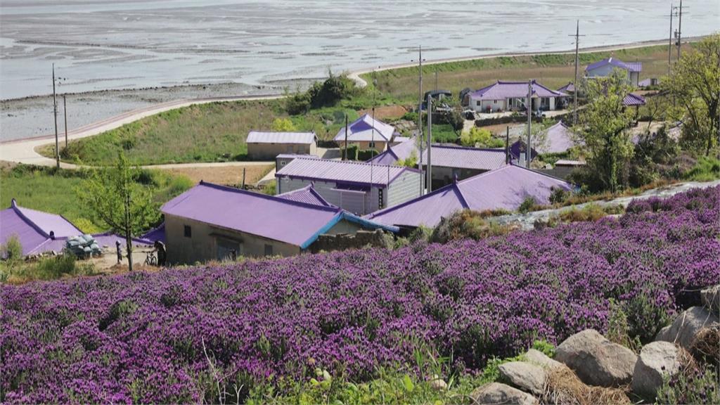 疫情下的網美天堂！ 南韓新景點「紫色小島」夢幻如童話