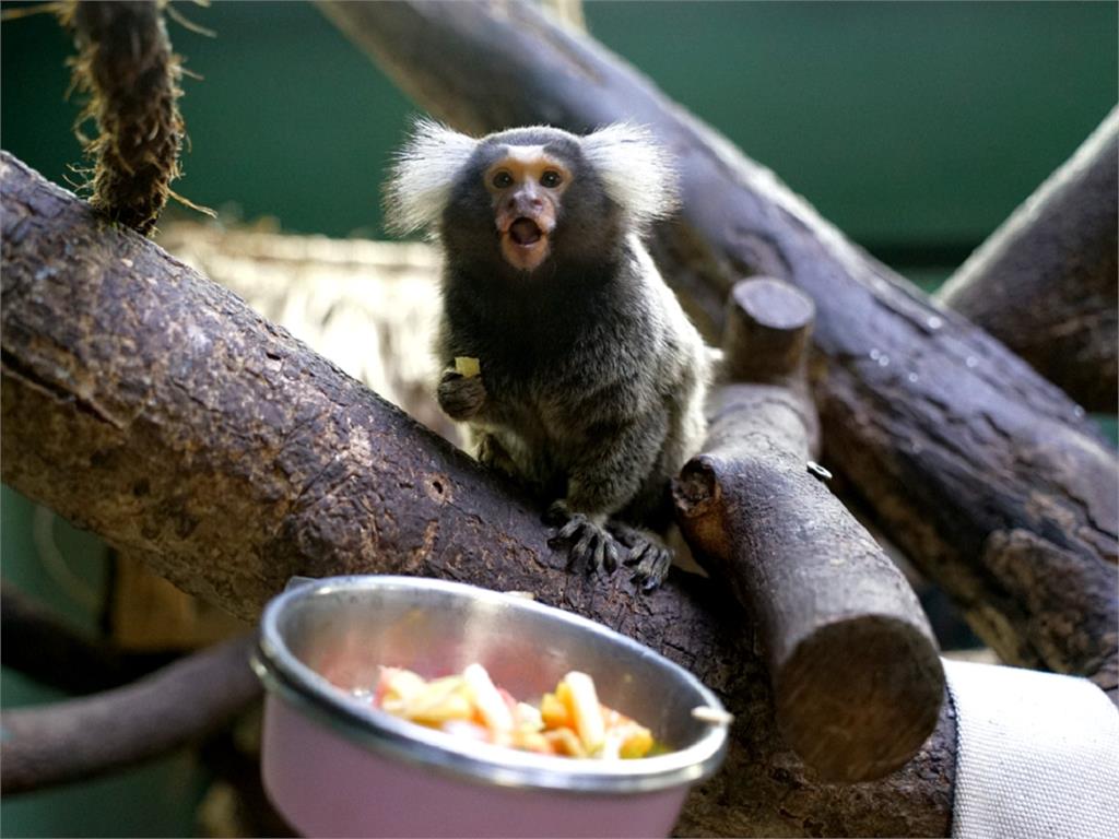 快新聞／剛從「狨猴幼兒園」畢業！ 北市動物園可愛「普通狨」見客