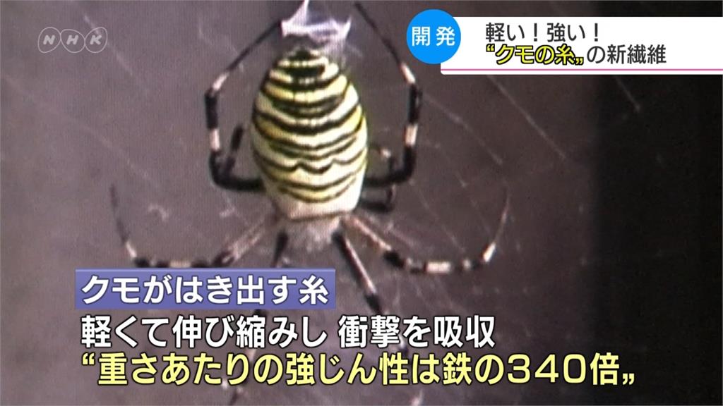 向大自然取經!日本企業研發人造蜘蛛絲