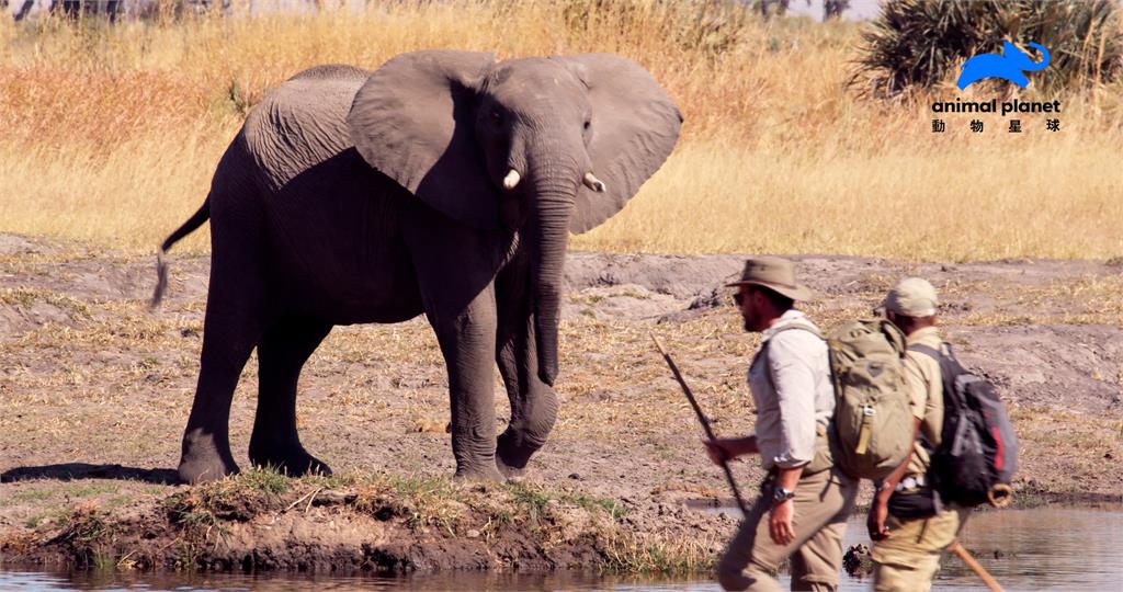 跟著大象走！他徒步跟隨1000公里　見證世界最大規模象群遷徙