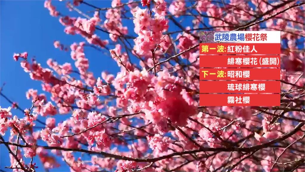 國光武陵賞櫻專車加贈櫻花口罩！ 拚載客衝一波  專車到3月1日截止