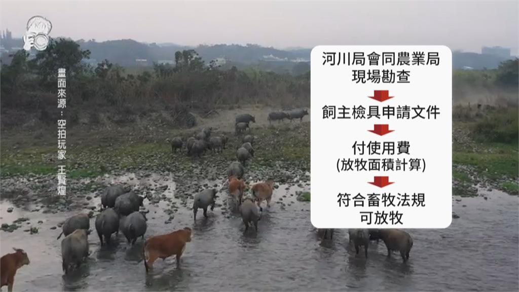貓羅溪「牛群」過河奇景爆紅 河川局籲飼主合法申請