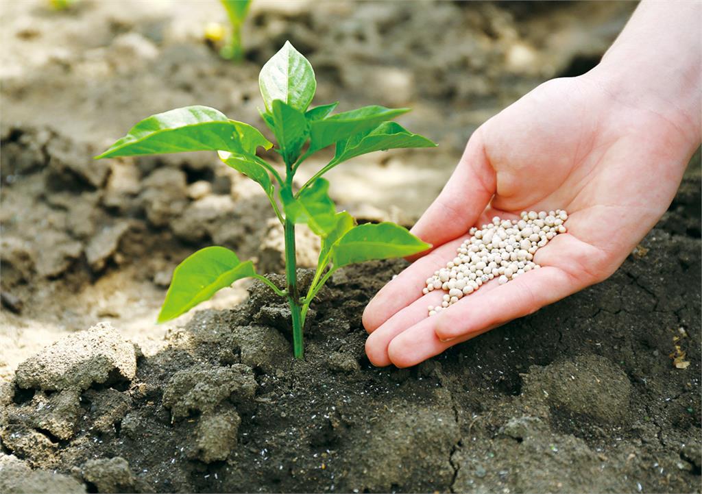 肥料怎麼挑？搞懂「3元素功用」、「施肥時機」植物爆盆不是夢