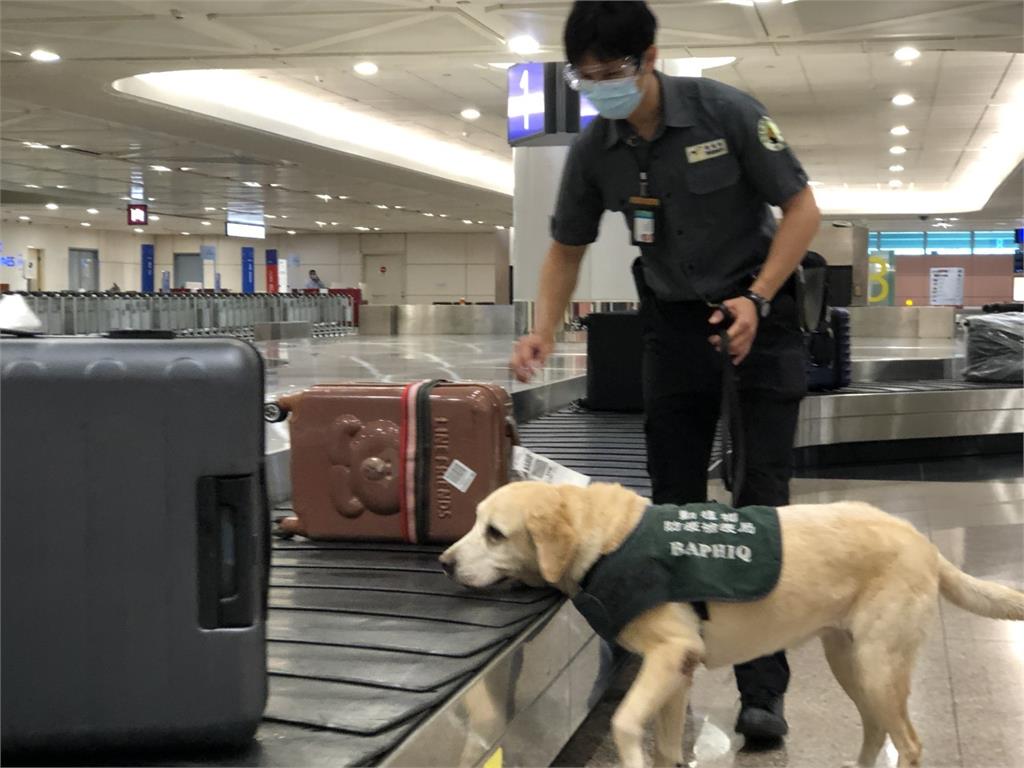 確保檢疫犬與人員安全 ！桃機全面使用二氧化氯清消 