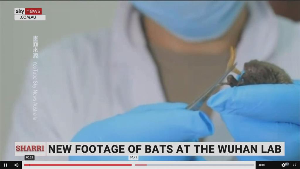 抓到了！武漢P4實驗室真的養蝙蝠影片曝光　打臉世衛「實驗室未洩病毒」說