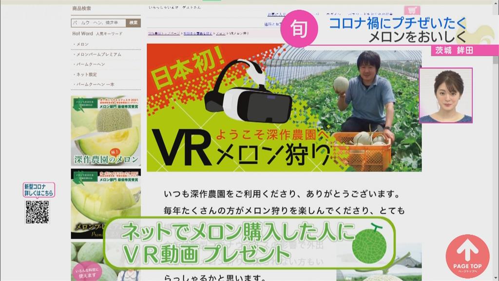 日本最大哈蜜瓜產地 鉾田市推「VR採瓜體驗」