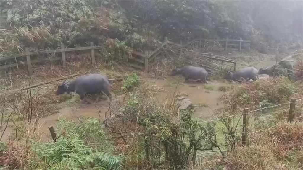 擎天崗水牛「依依」母女 復原良好 將移居花蓮新家