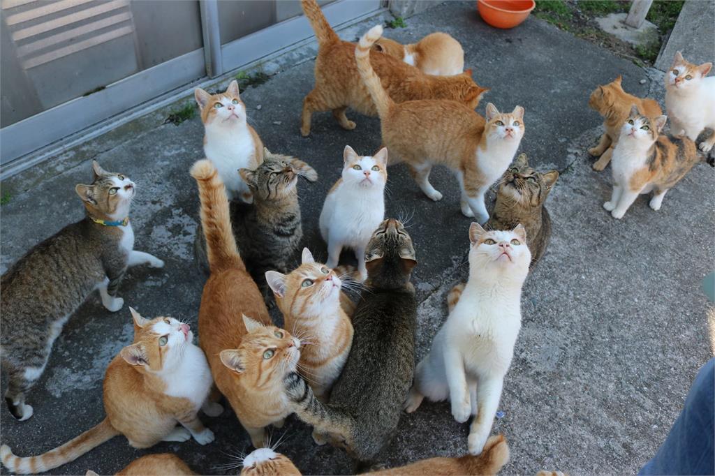日本夢幻貓島「最萌討肉集團」當路霸狂喵　浩蕩遊街宛如《貓的報恩》