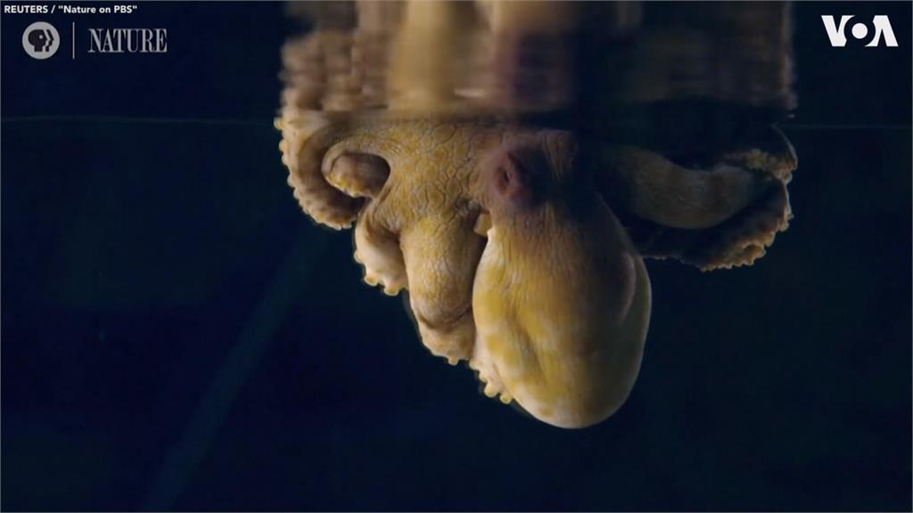 最聰明無脊椎動物！揭密章魚的睡眠模式