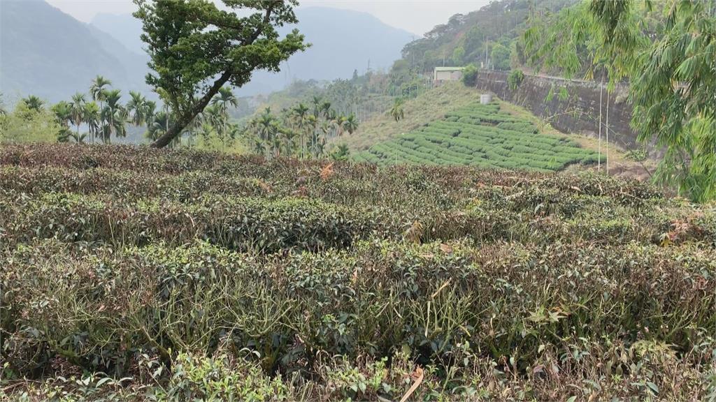 缺水茶樹嚴重枯死 樟湖春茶產量銳減一半