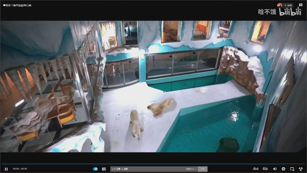 主打「北極熊24小時陪伴」 中國酒店虐待動物被罵爆