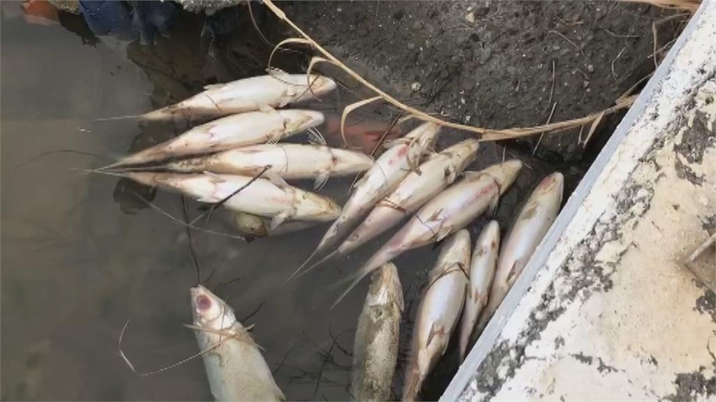 虱目魚凍死多 漁民5G科技助過冬