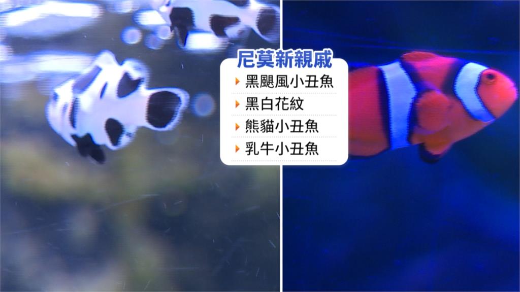 「熊貓小丑魚」亮相海科館引進可愛黑颶風小丑