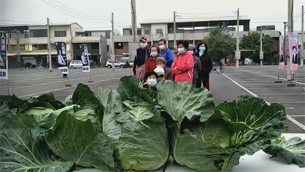 台南市議會攜手企業助農民！  收購9萬斤高麗菜免費送