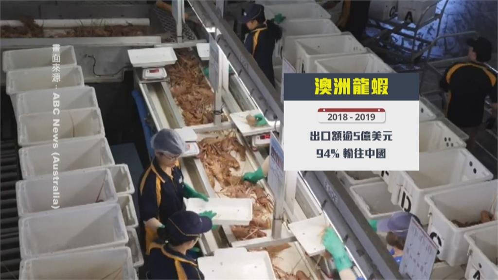 要吃龍蝦趁現在！ 中國阻澳洲龍蝦 台灣便宜吃
