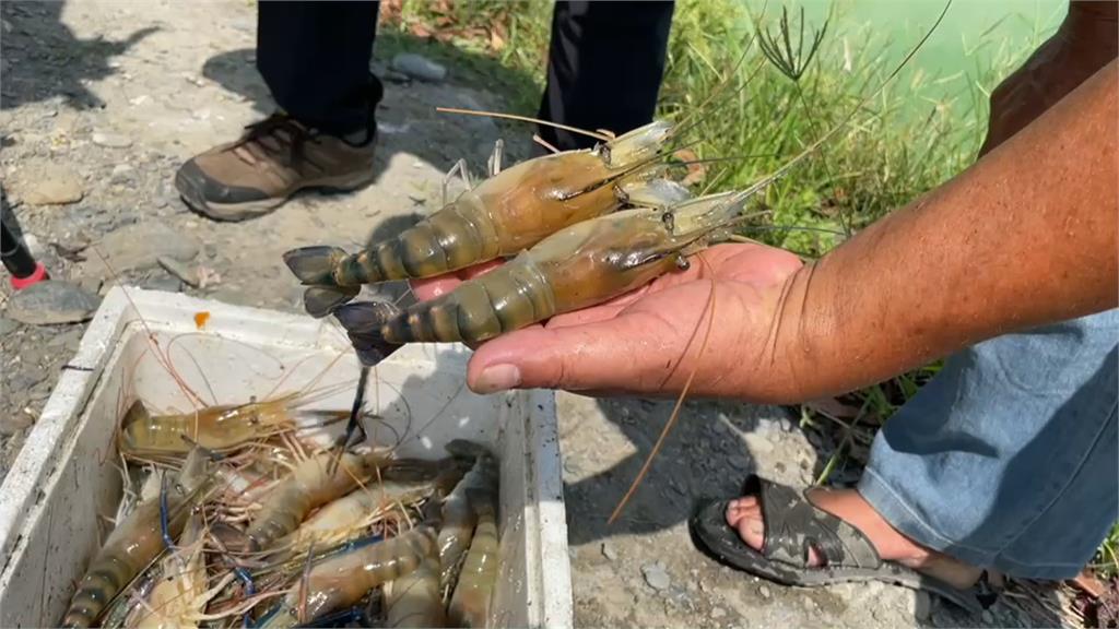 餐廳禁內用.釣蝦場停業　連帶衝擊泰國蝦市場