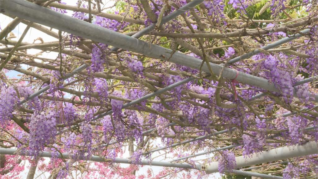 紫色風暴來襲！阿里山紫藤花大爆發 伴粉嫩櫻花「萬紫千紅」花期再兩週賞花要快