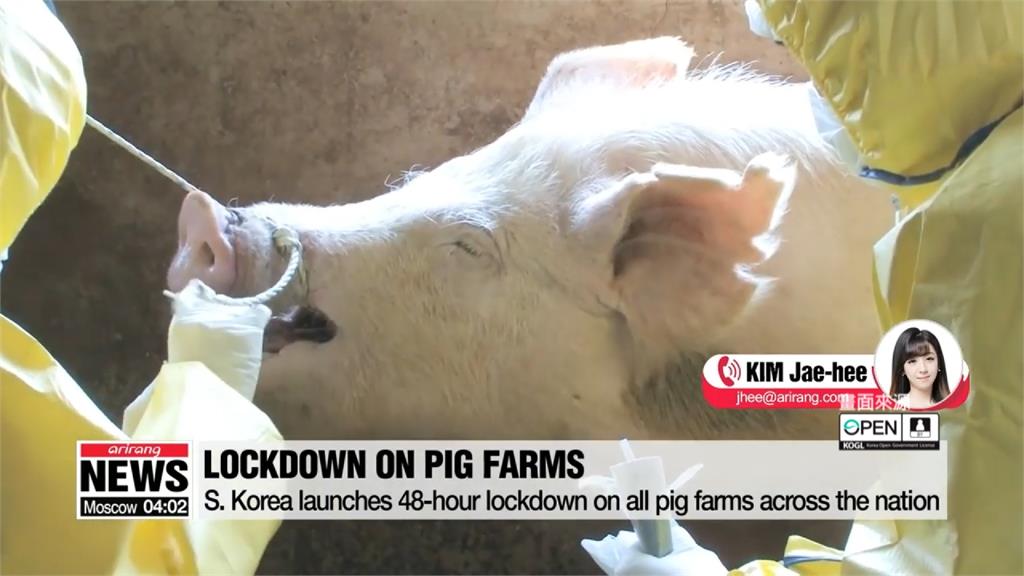 南韓爆首例非洲豬瘟 下令禁運、撲殺豬隻