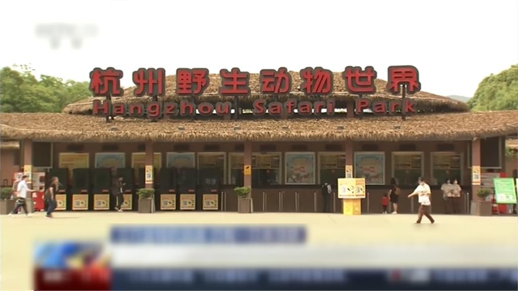 2隻豹回籠1隻下落不明! 警勒動物世界停業