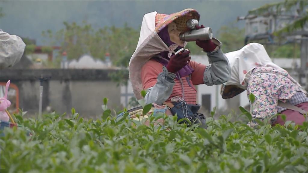 摘茶找嘸工 種茶嘸採工！ 鹿野特有「紅烏龍茶」面臨嚴重缺工困境