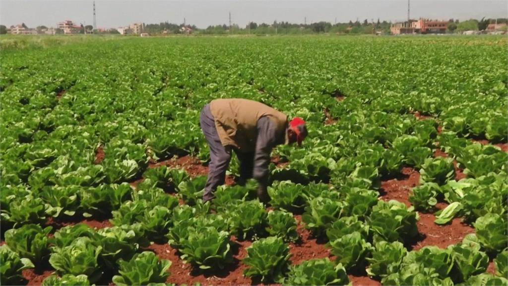 稱毒品藏紅石榴　沙國拒讓黎巴嫩蔬果進口