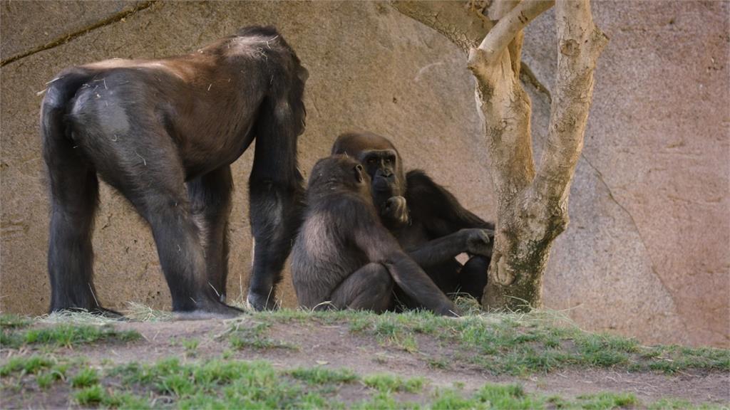 美動物園大猩猩染疫 疑遭無症狀員工感染
