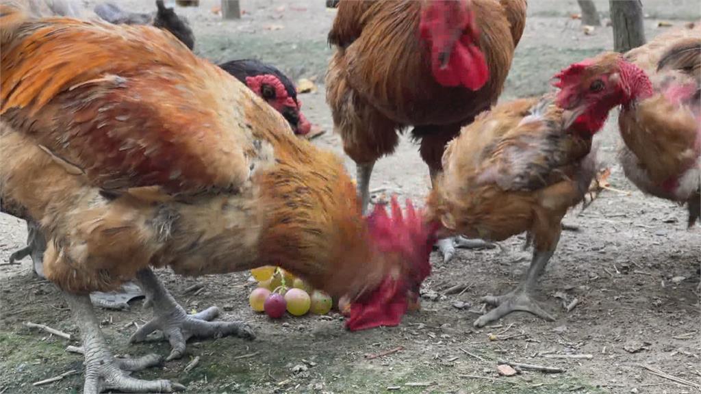 疫情衝擊彰化葡萄大滯銷 被當飼料「人不吃樂了雞」