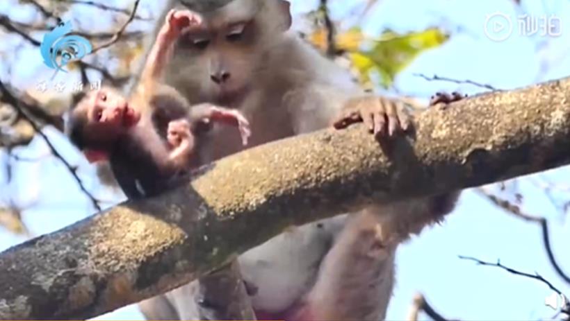 幼猴討抱抱！下秒遭母猴推下樹慘死　辛酸真相曝光