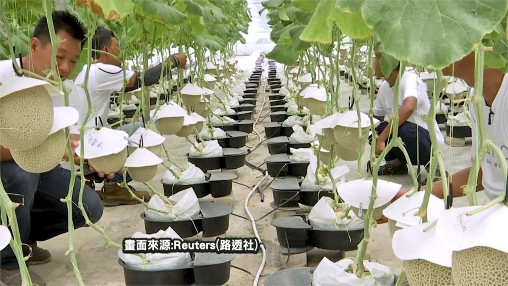 馬國栽種日本哈密瓜　要聽古典樂定期按摩