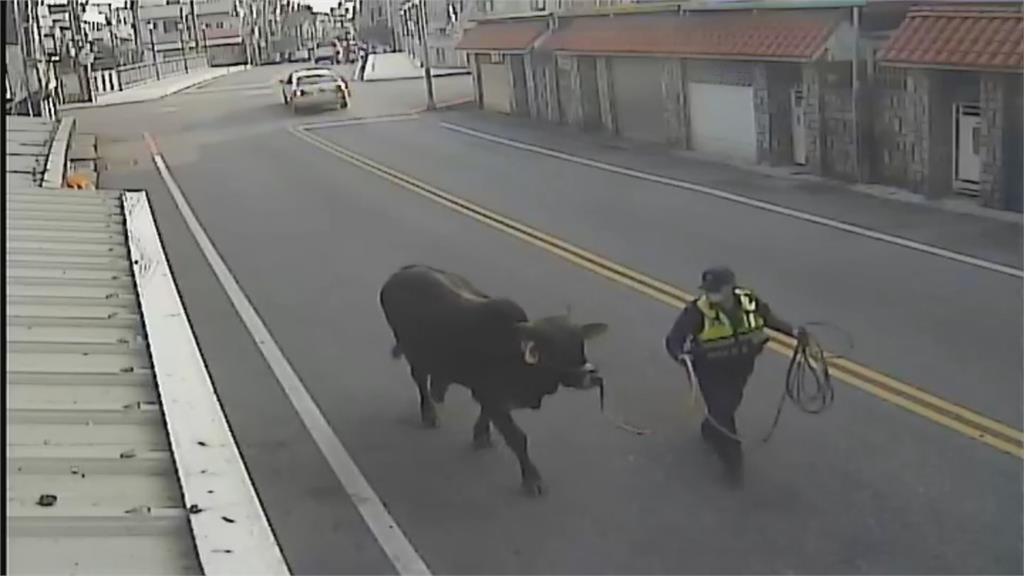 牛隻趴趴走！ 警獲報趕來 人眼瞪牛眼對峙