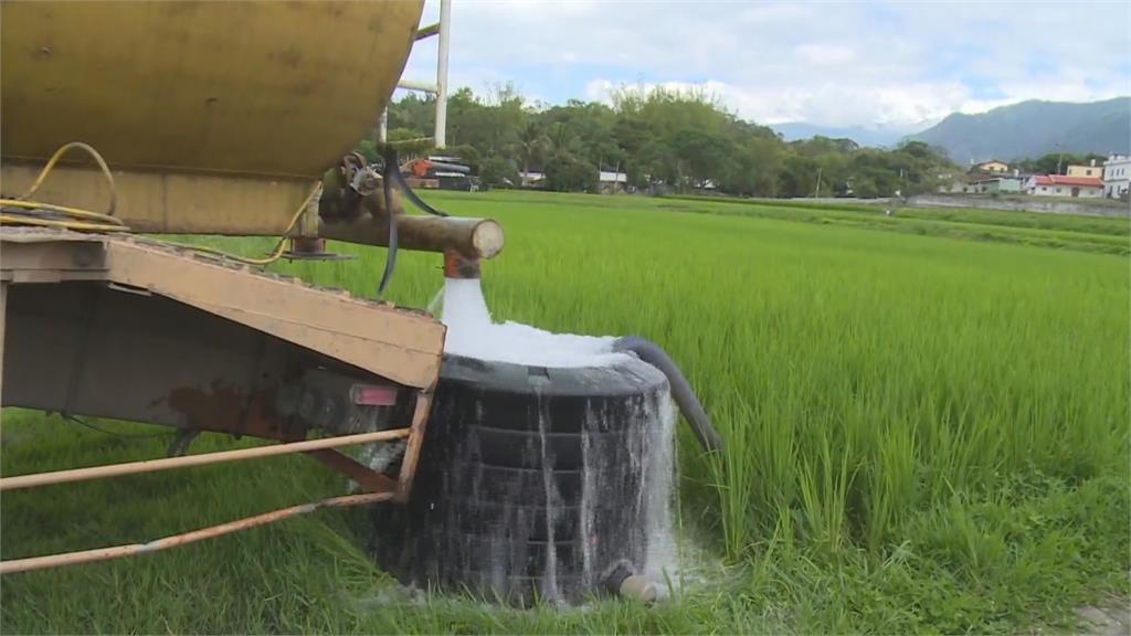 池上米正值用水高峰 萬安村「灌3停3」根本不夠用