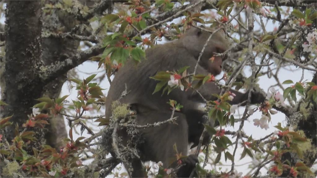 獼猴狂吃櫻花 阿里山大島櫻慘遭毒手