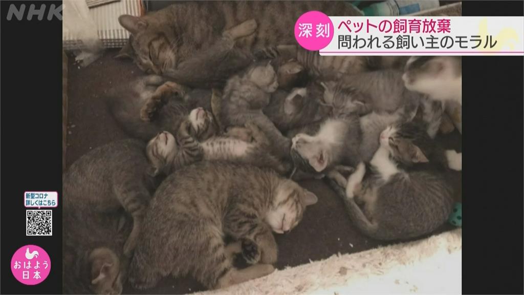 養了才反悔! 飼主嫌毛孩煩又吵 出現棄養潮