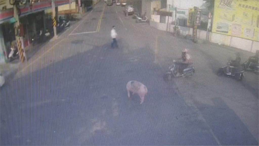 被甩下貨車  200公斤大豬開始逛大街 員警到場忙推豬  貨車恐吃萬八罰單