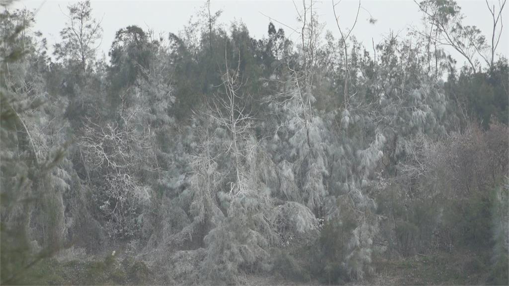 金門下雪了？誤會大了！鸕鶿過冬便便染白樹枝「偽雪景」