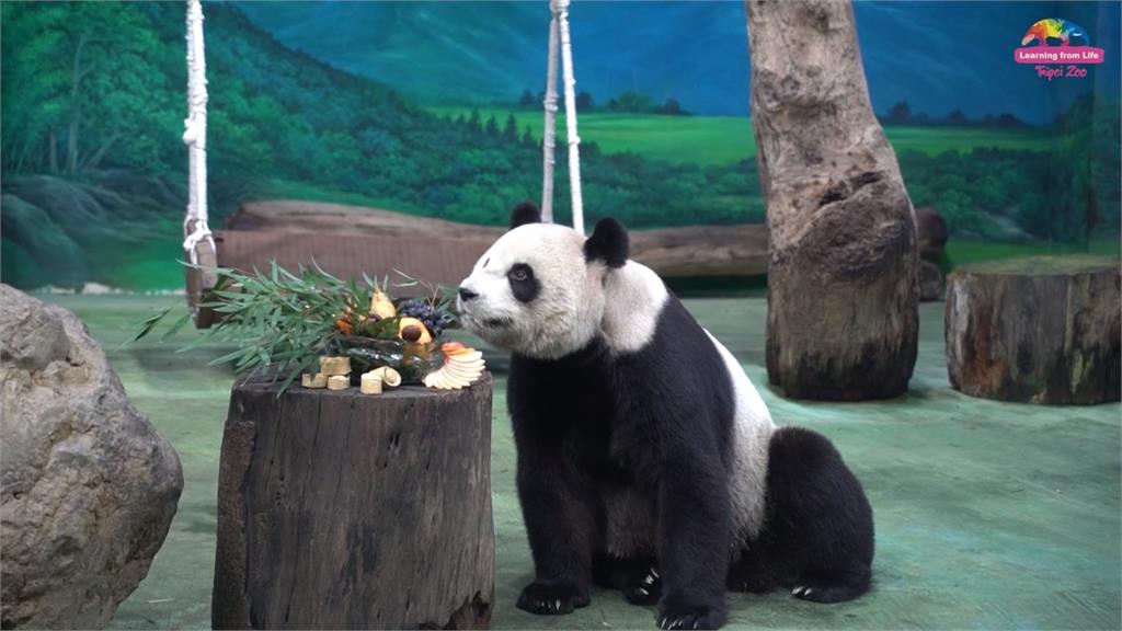 初一走春！台北動物園一度亮人潮燈號 太平山上午即湧入1500多人