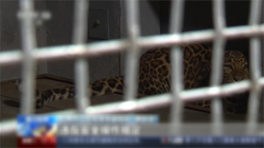 2隻豹回籠1隻下落不明! 警勒動物世界停業