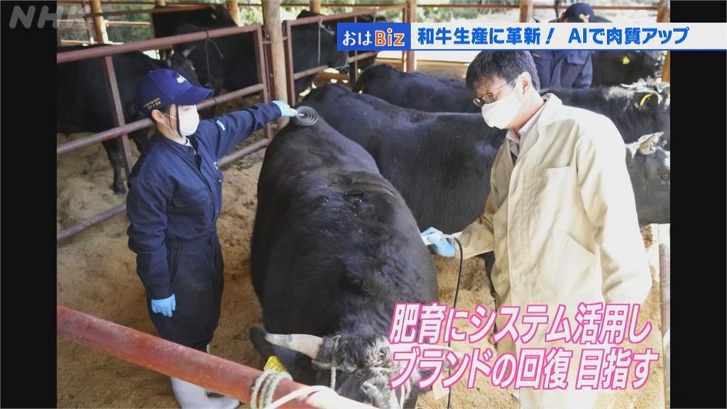 AI科技培育頂級和牛　日本畜牧業新生機！