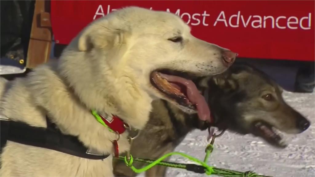 阿拉斯加雪橇犬賽 冠軍隊7天14小時抵終點