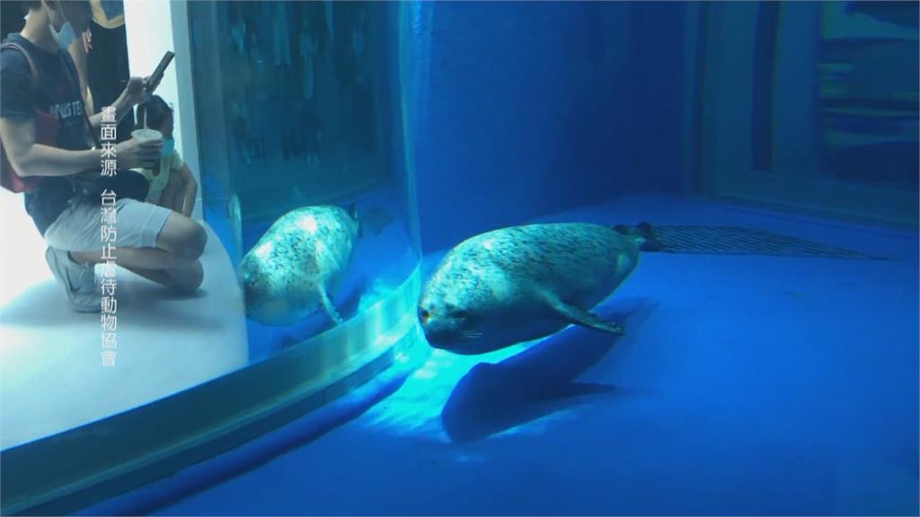 這個水族館被動保團體盯上  設計不良？魟魚背出血、海豹池狹小