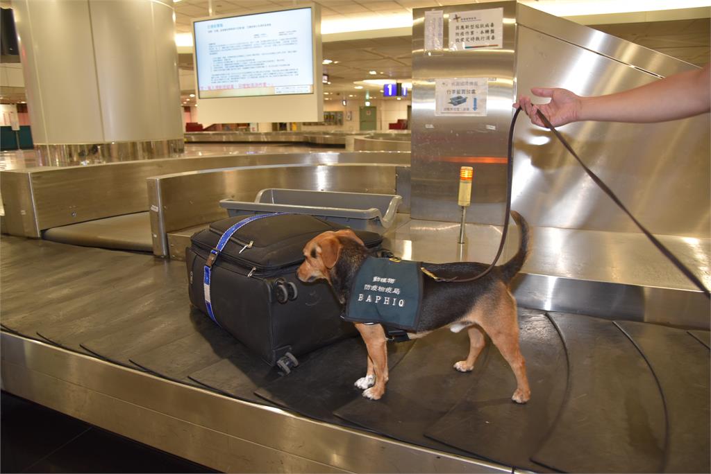 確保檢疫犬與人員安全 ！桃機全面使用二氧化氯清消 