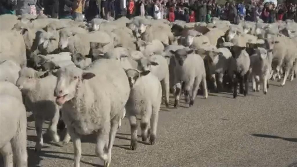 奇景！ 美國高速公路 驚見2600隻綿羊狂奔