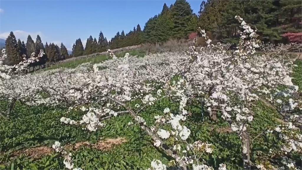 武陵農場桃花盛開夢幻絕美  品種多花期延續到4月中旬