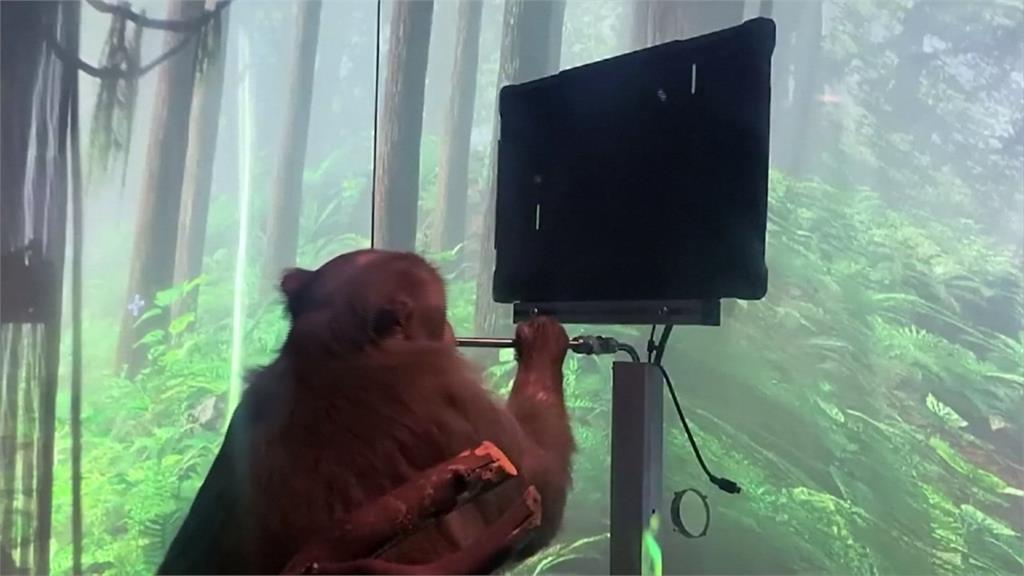 「超能」科技問世！ 馬斯克釋出猴子用腦打電動影片