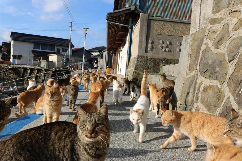日本夢幻貓島「最萌討肉集團」當路霸狂喵　浩蕩遊街宛如《貓的報恩》