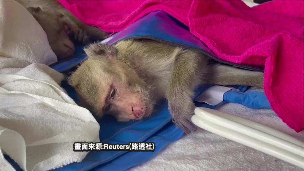 百隻獼猴險淪中國野味　泰即刻救援破非法走私