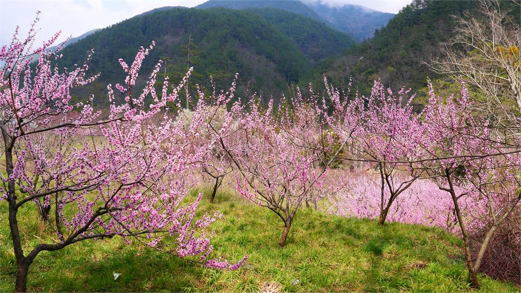 快新聞／櫻花祭結束換桃花盛開！ 武陵農場一大片「粉紅花海」美到冒泡